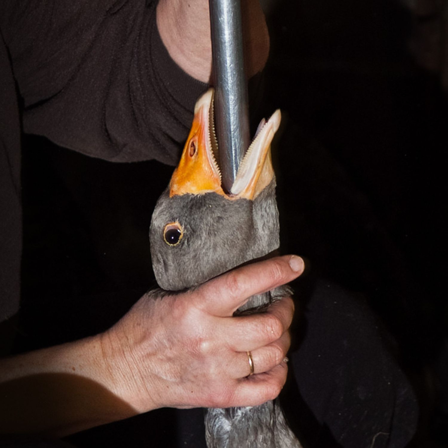 Brasil avança para proibir foie gras após aprovação de projeto na Câmara