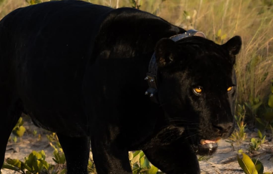 Raridade no Cerrado: Onça-preta é flagrada por câmeras em pousada de Mato Grosso