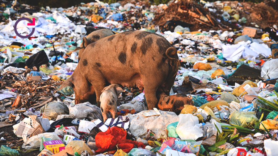 Inércia Perigosa: Comissão Europeia é Acusada de Travar Proibição de Químicos Tóxicos