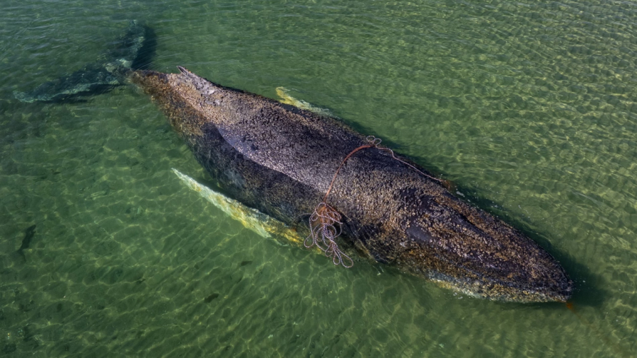 A Odisseia de Timmy: Baleia Jubarte é Transportada em Barcaça para o Mar do Norte