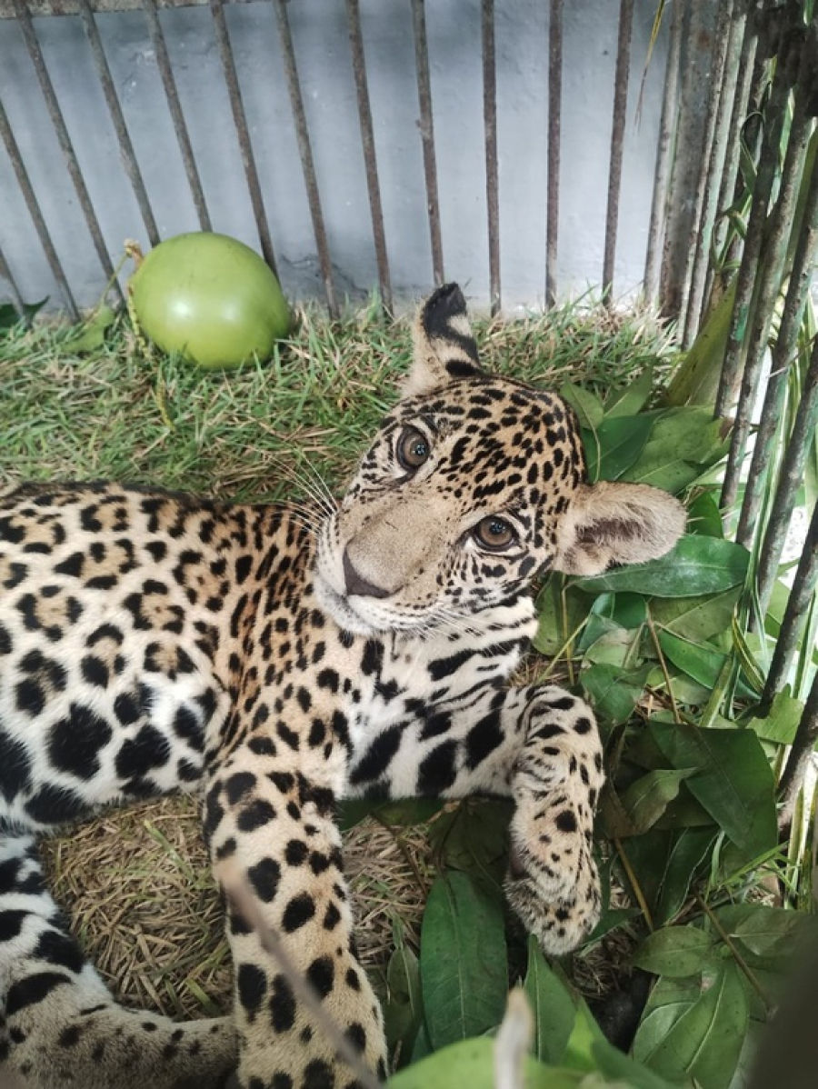 Filhote de onça-pintada resgatado no Amazonas é transferido para reabilitação no Cetas Brasília