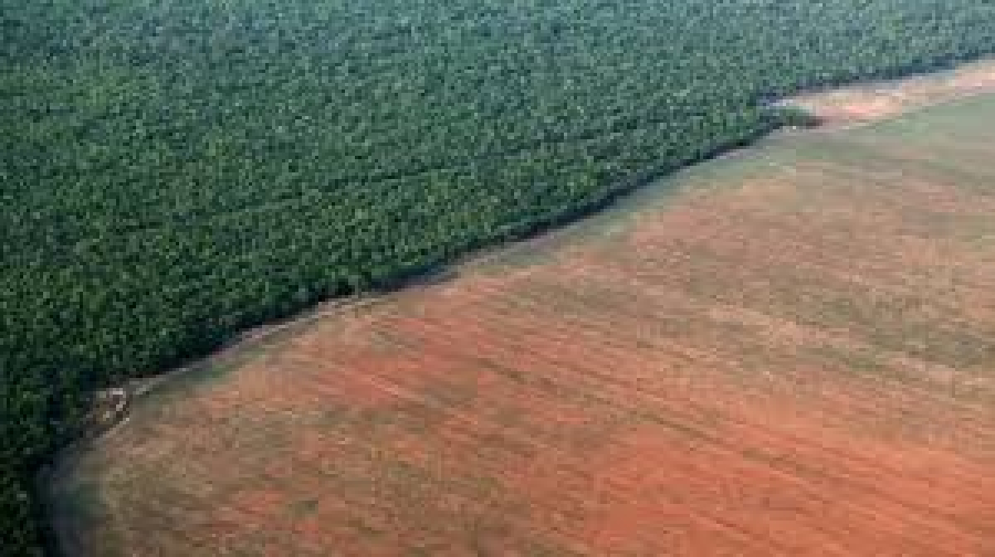 Sob a sombra da crise climática, 