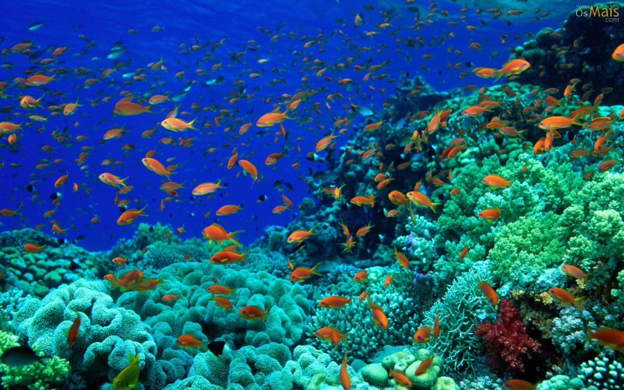 O Coração Azul do Planeta: Por que o Futuro da Humanidade Depende da Saúde dos Oceanos