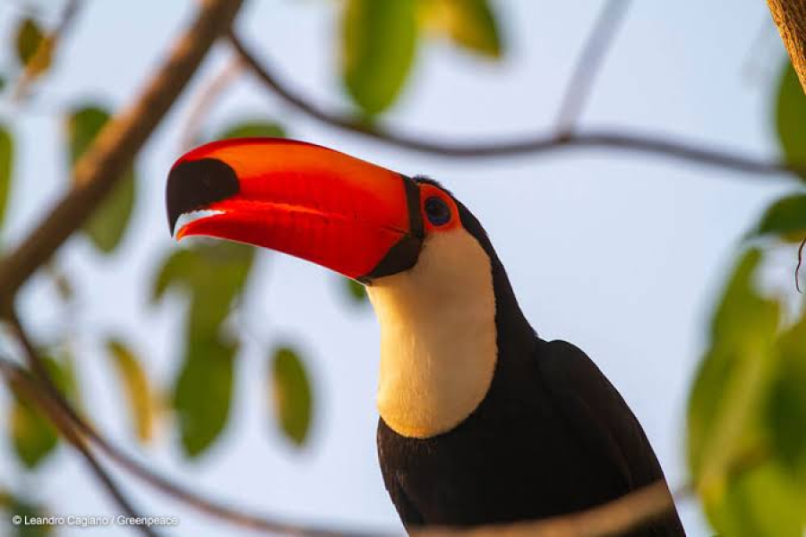 Proteção da biodiversidade mundial demanda mais US$1,3 trilhão por ano